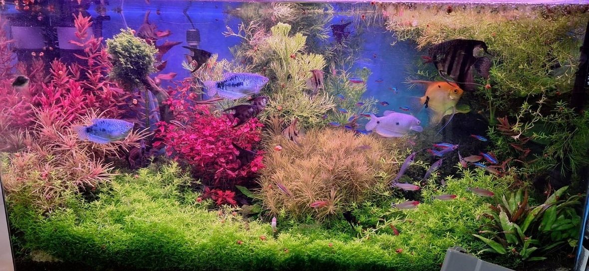 Acuario de 180 L