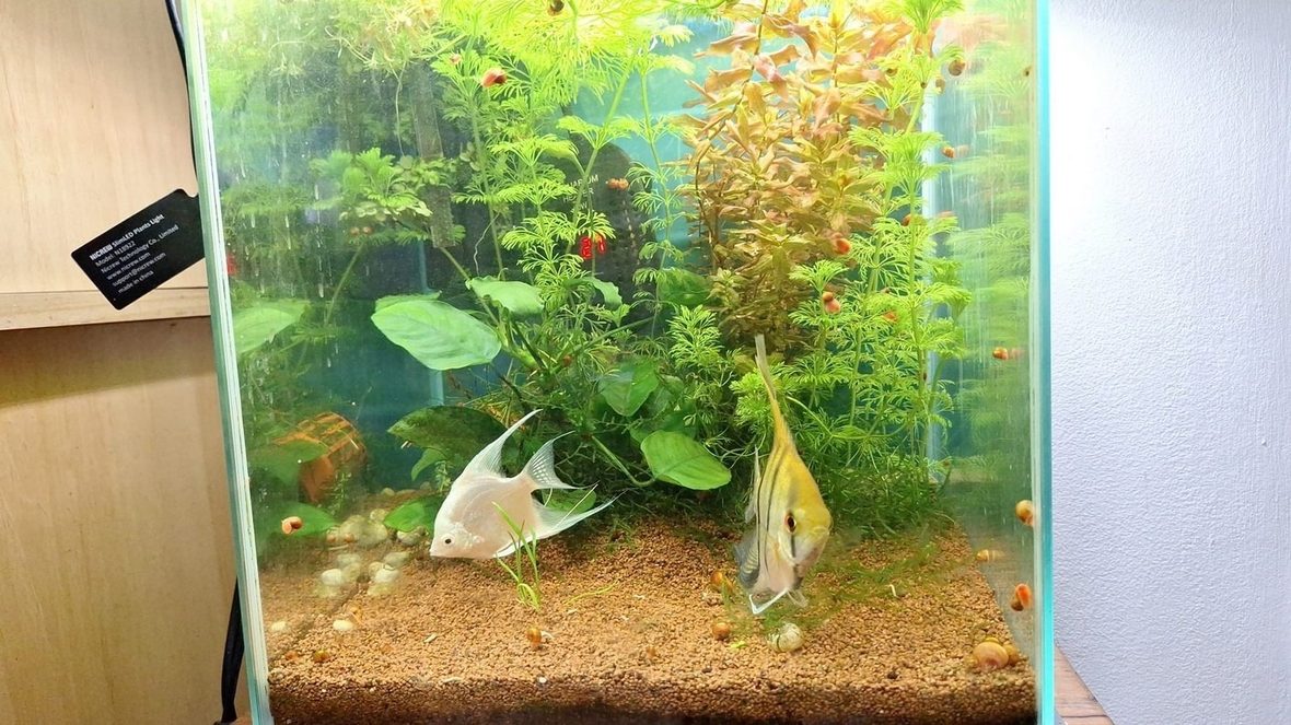 Acuario de 25 L
