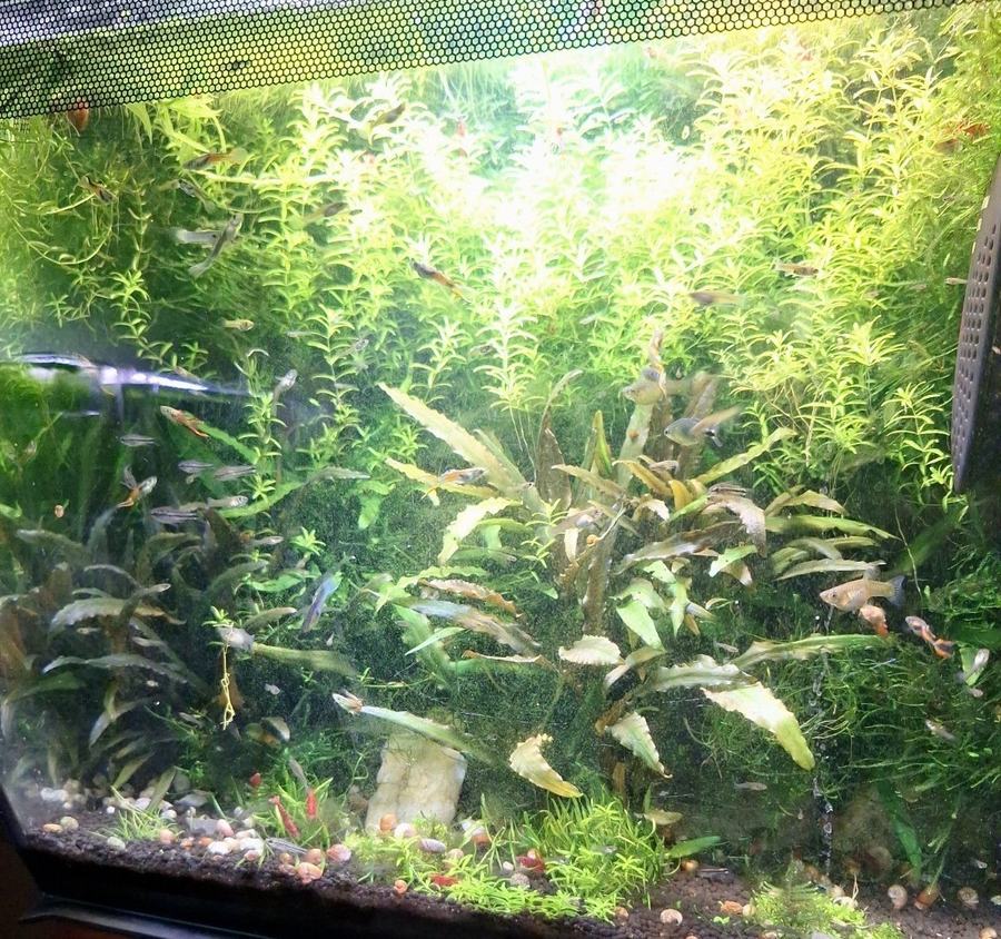 Acuario de 38 L