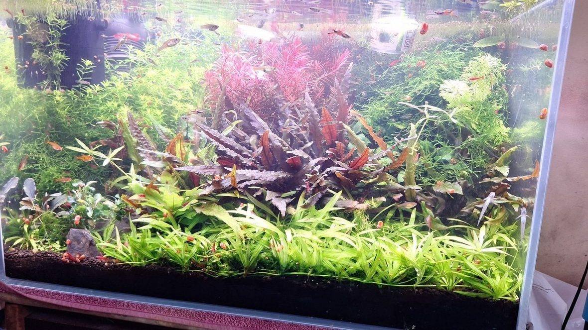 Acuario de 60 L